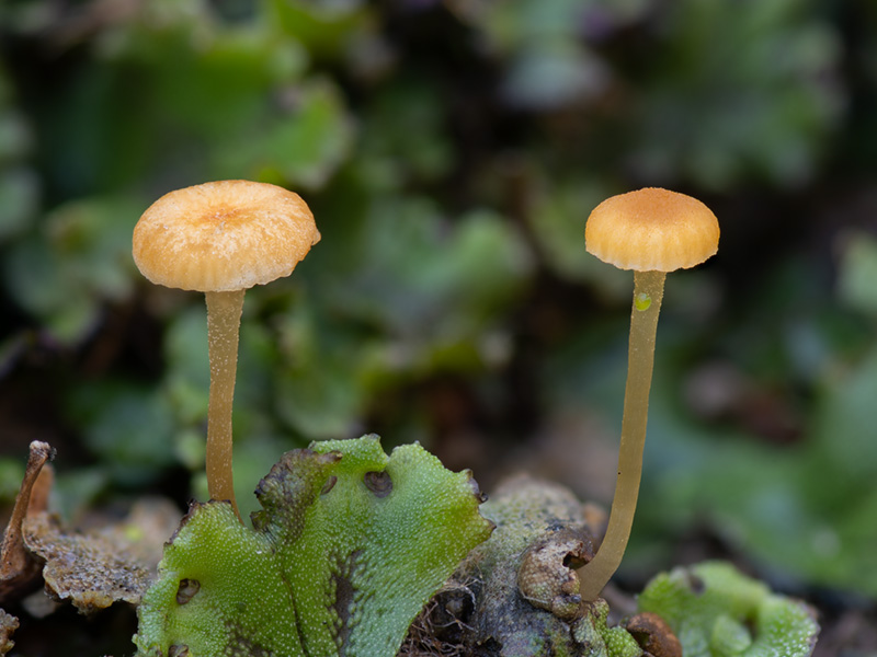 Loreleia marchantiae